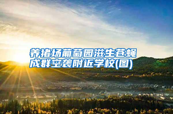 養(yǎng)豬場葡萄園滋生蒼蠅 成群空襲附近學校(圖)