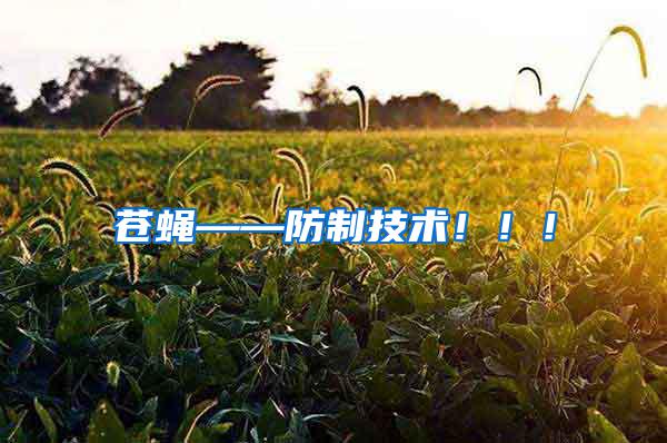 蒼蠅——防制技術?。。?/></p>
             <p style=