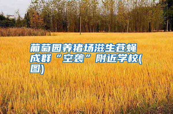 葡萄園養(yǎng)豬場滋生蒼蠅 成群“空襲”附近學(xué)校(圖)