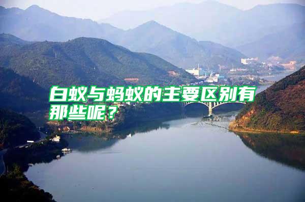 白蟻與螞蟻的主要區別有那些呢？