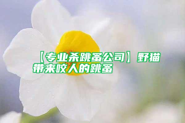 【專業(yè)殺跳蚤公司】野貓帶來(lái)咬人的跳蚤