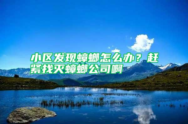 小區發現蟑螂怎么辦？趕緊找滅蟑螂公司啊