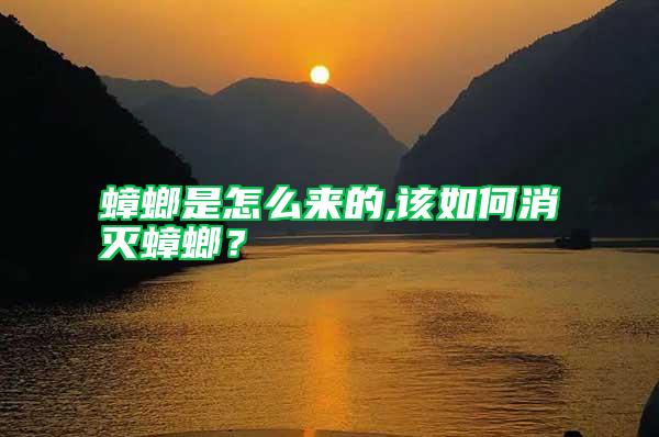 蟑螂是怎么來的,該如何消滅蟑螂？