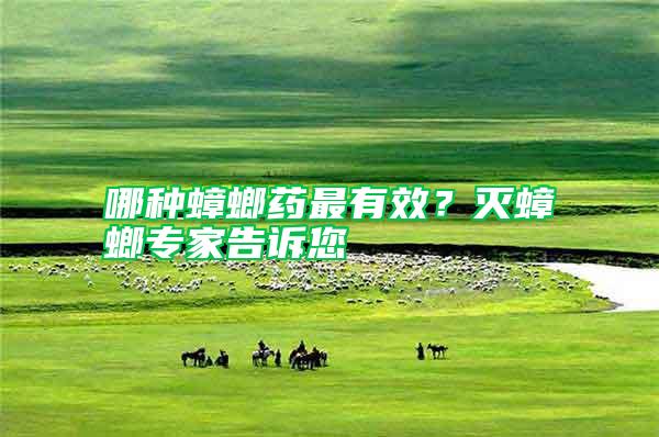 哪種蟑螂藥最有效？滅蟑螂專家告訴您