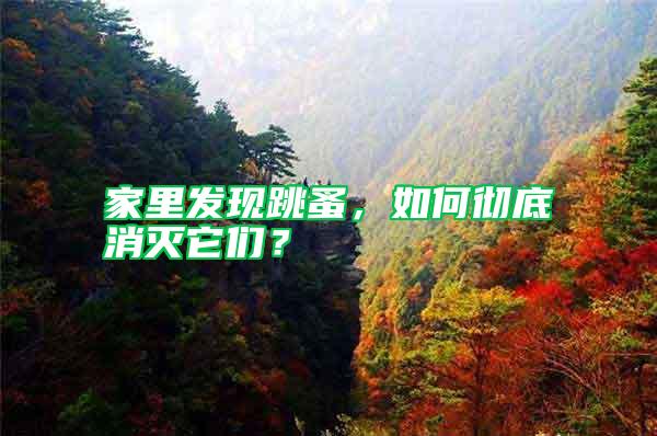 家里發現跳蚤，如何徹底消滅它們？
