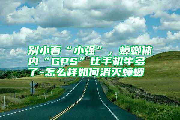 別小看“小強”，蟑螂體內(nèi)“GPS”比手機牛多了-怎么樣如何消滅蟑螂