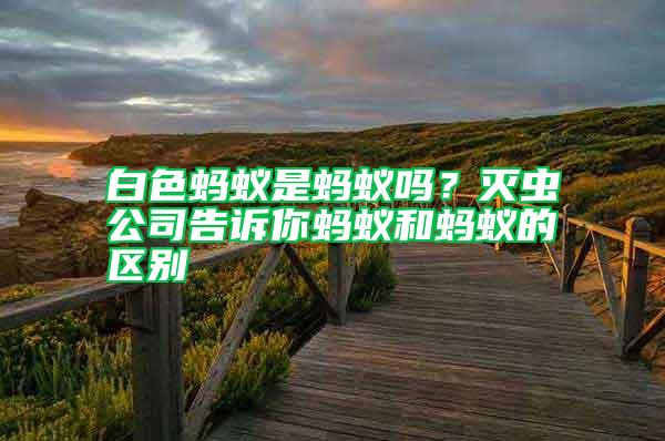 白色螞蟻是螞蟻嗎？滅蟲公司告訴你螞蟻和螞蟻的區(qū)別