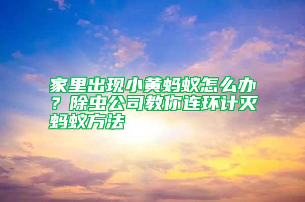 家里出現(xiàn)小黃螞蟻怎么辦？除蟲(chóng)公司教你連環(huán)計(jì)滅螞蟻方法