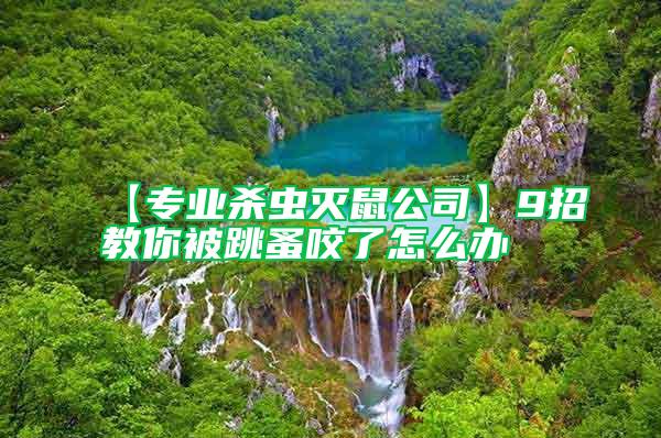 【專業(yè)殺蟲(chóng)滅鼠公司】9招教你被跳蚤咬了怎么辦