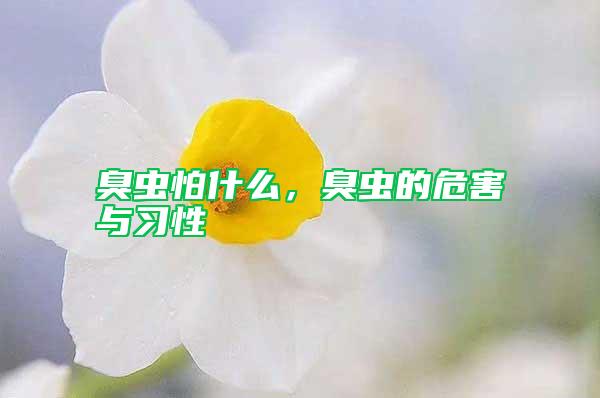 臭蟲怕什么，臭蟲的危害與習(xí)性