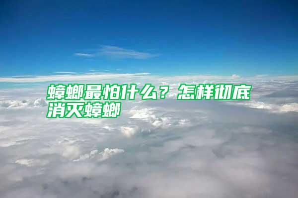 蟑螂最怕什么？怎樣徹底消滅蟑螂