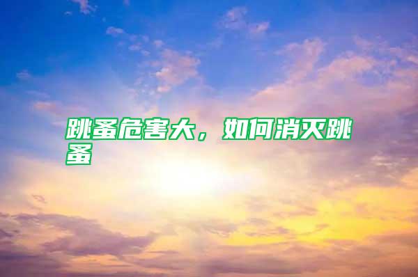 跳蚤危害大，如何消滅跳蚤