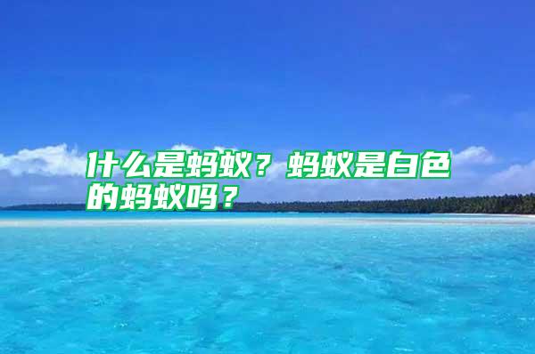 什么是螞蟻？螞蟻是白色的螞蟻嗎？
