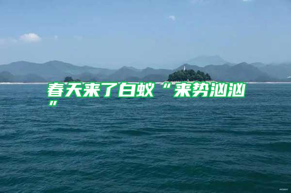 春天來了白蟻“來勢(shì)洶洶”