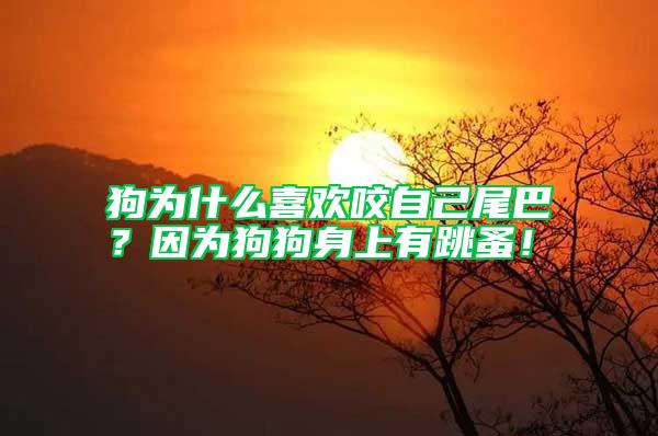 狗為什么喜歡咬自己尾巴？因為狗狗身上有跳蚤！