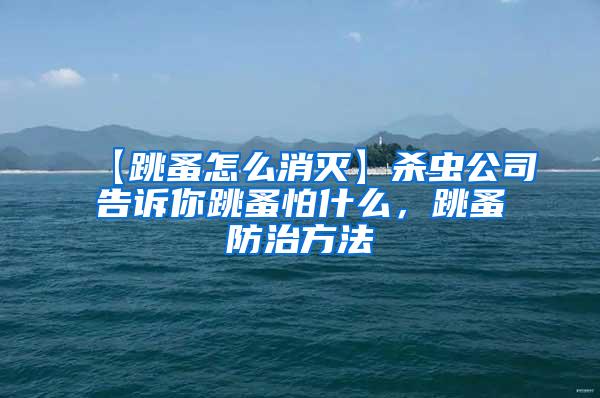 【跳蚤怎么消滅】殺蟲公司告訴你跳蚤怕什么，跳蚤防治方法