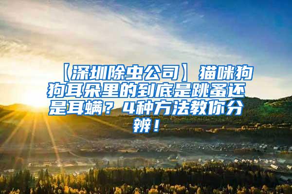 【深圳除蟲(chóng)公司】貓咪狗狗耳朵里的到底是跳蚤還是耳螨？4種方法教你分辨！
