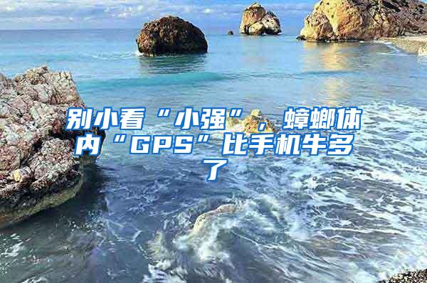 別小看“小強”，蟑螂體內(nèi)“GPS”比手機牛多了
