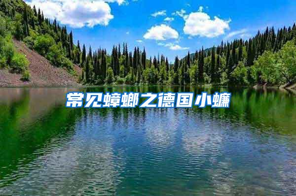 常見(jiàn)蟑螂之德國(guó)小蠊