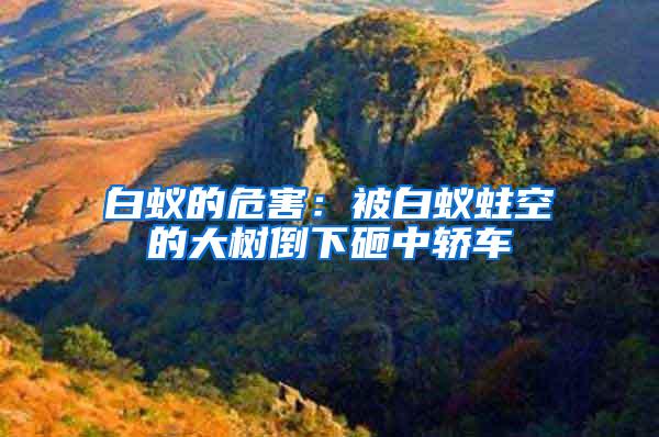 白蟻的危害：被白蟻蛀空的大樹(shù)倒下砸中轎車