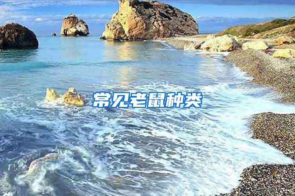 常見(jiàn)老鼠種類