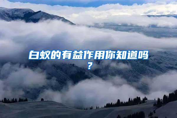 白蟻的有益作用你知道嗎？