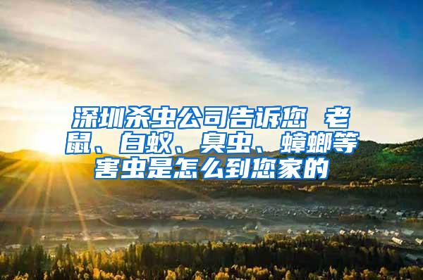 深圳殺蟲(chóng)公司告訴您 老鼠、白蟻、臭蟲(chóng)、蟑螂等害蟲(chóng)是怎么到您家的