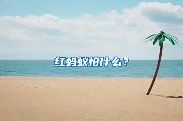 紅螞蟻怕什么？