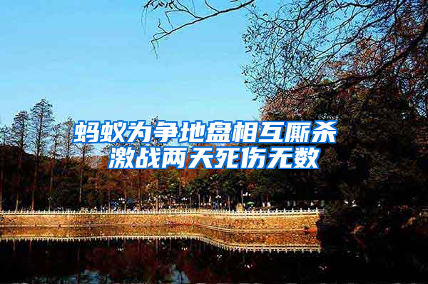 螞蟻為爭(zhēng)地盤相互廝殺 激戰(zhàn)兩天死傷無數(shù)