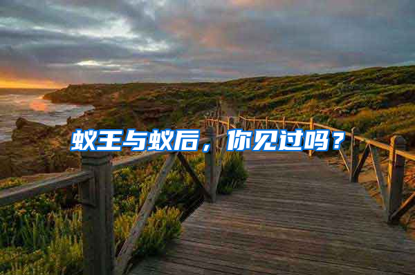 蟻王與蟻后，你見過嗎？