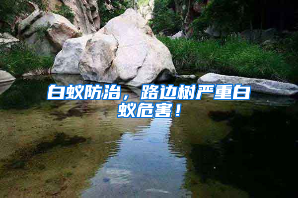 白蟻防治，路邊樹嚴重白蟻危害！