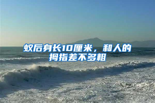 蟻后身長10厘米，和人的拇指差不多粗