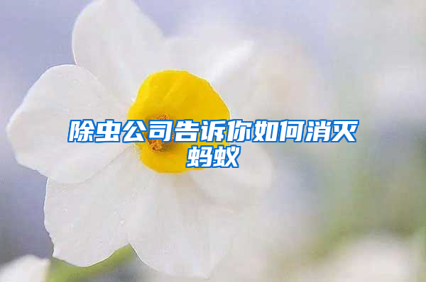 除蟲(chóng)公司告訴你如何消滅螞蟻