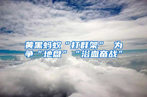 黃黑螞蟻“打群架” 為爭(zhēng)“地盤(pán)”“浴血奮戰(zhàn)”