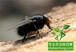 家里發現書虱怎么辦？如何消滅書虱