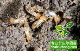 深圳白蟻防治白蟻入冬進(jìn)巢前要補(bǔ)充大量能量，會(huì)瘋狂啃食木質(zhì)