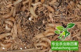 深圳白蟻防治白蟻產(chǎn)品未來開發(fā)利用分析