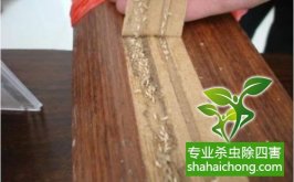 深圳白蟻防治發(fā)現(xiàn)白蟻進(jìn)了電箱