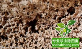 深圳白蟻防治公司解讀深圳白蟻滅治的最佳時(shí)機(jī)