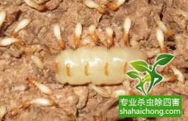 深圳白蟻防治公司介紹白蟻和螞蟻的區(qū)別