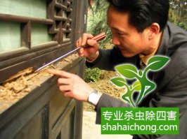 深圳白蟻防治公司 白蟻繁殖季謹(jǐn)防白蟻隱患