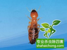 深圳白蟻防治公司解讀房屋白蟻預(yù)防的重要性