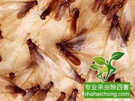 深圳白蟻防治公司白蟻的紛飛繁殖季節，怎么防治